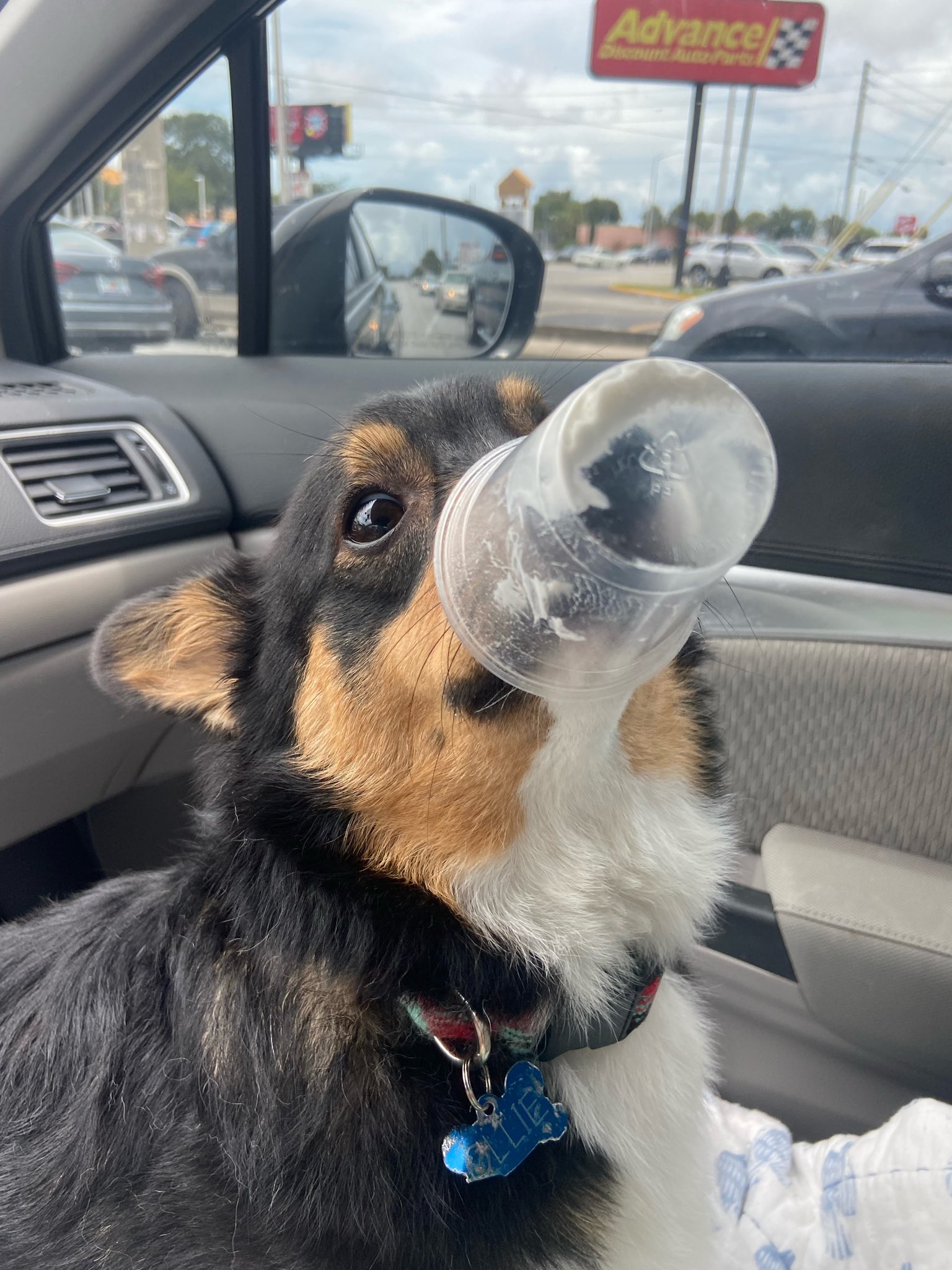 the tricolor corgi with a clear plastic cup on his nose is looking at you for assistance. his eyes have a look of determination: he’s not letting that last little bit go to waste.