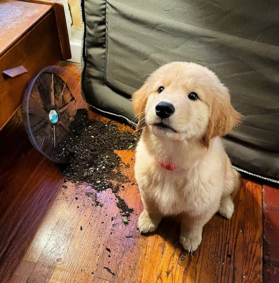 a little golden retriever puppy sits on a wooden floor looking up at you very innocently. behind her, a clear plant saucer is on its side next to a coffee table with potting soil spilling out of it and onto the floor. the two things are unrelated, allegedly.