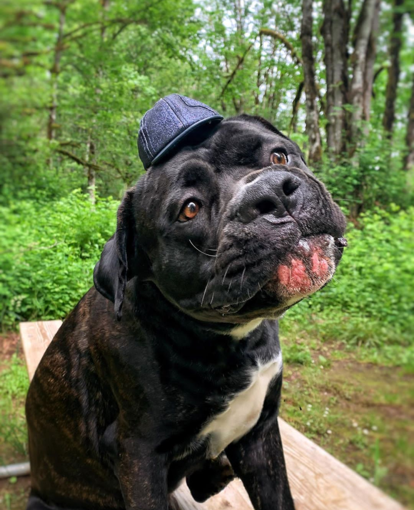 a big black cane corso mix sits up on a wooden bench in a lush wooded area. he has a strange expression on his face, and one of his back legs is elevated slightly, so it appears he’s trying to scratch his armpit. he’s also wearing a comically small denim-colored cap, like a little fascinator. one single white whisker curls upward on the right side of his mouth. his soft brown eyes are catching the indirect sunlight as he looks off to his left for answers.