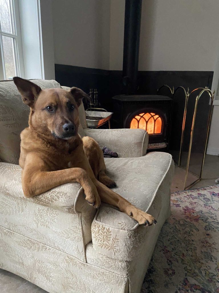 a medium brown dog stares at you from his seat on a leaf-patterned beige armchair. he has one elbow propped up on the arm, his paw hanging over the front edge nonchalantly. his gaze is intense, and one ear is perked up. there’s a wood-burning stove in the background that gives this photo a real “fireside chats” vibe.