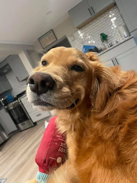 A golden retriever looks over one shoulder back at you with her lip curled up in a knowing smirk. She has a red stuffed toy in front of her, but she could easily be hiding a sock underneath it.