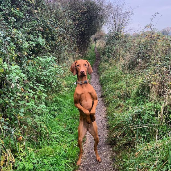 a reddish brown vizsla stands on her hind legs on a narrow path through some overgrown shrubbery. she looks menacing, and a little like she might throw a punch at any second. (don't tell anyone that we know she's not really a kangaroo.)